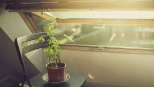 Arizona DUI Law Update: Marijuana
